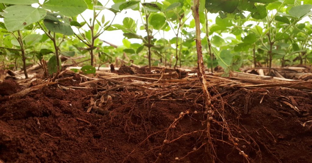 Rizobactérias e seus potenciais benefícios na agricultura