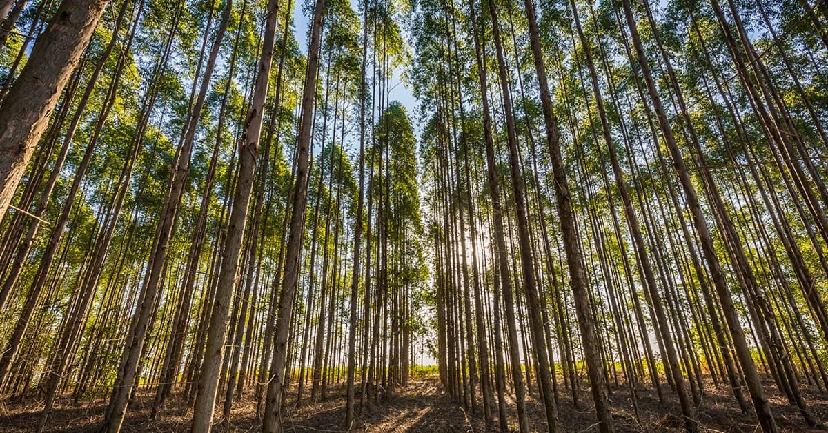 Saiba qual o melhor fertilizante para eucalipto