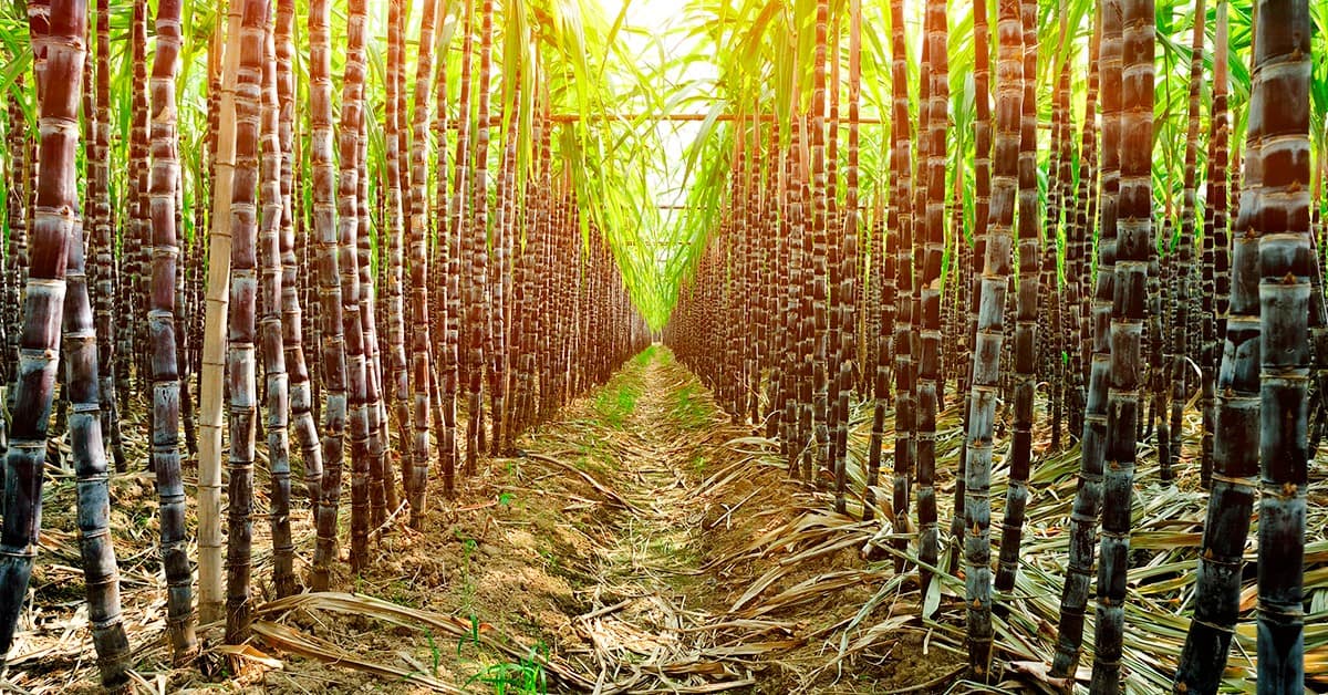 3 motivos para fazer a adubação com cobre na cana