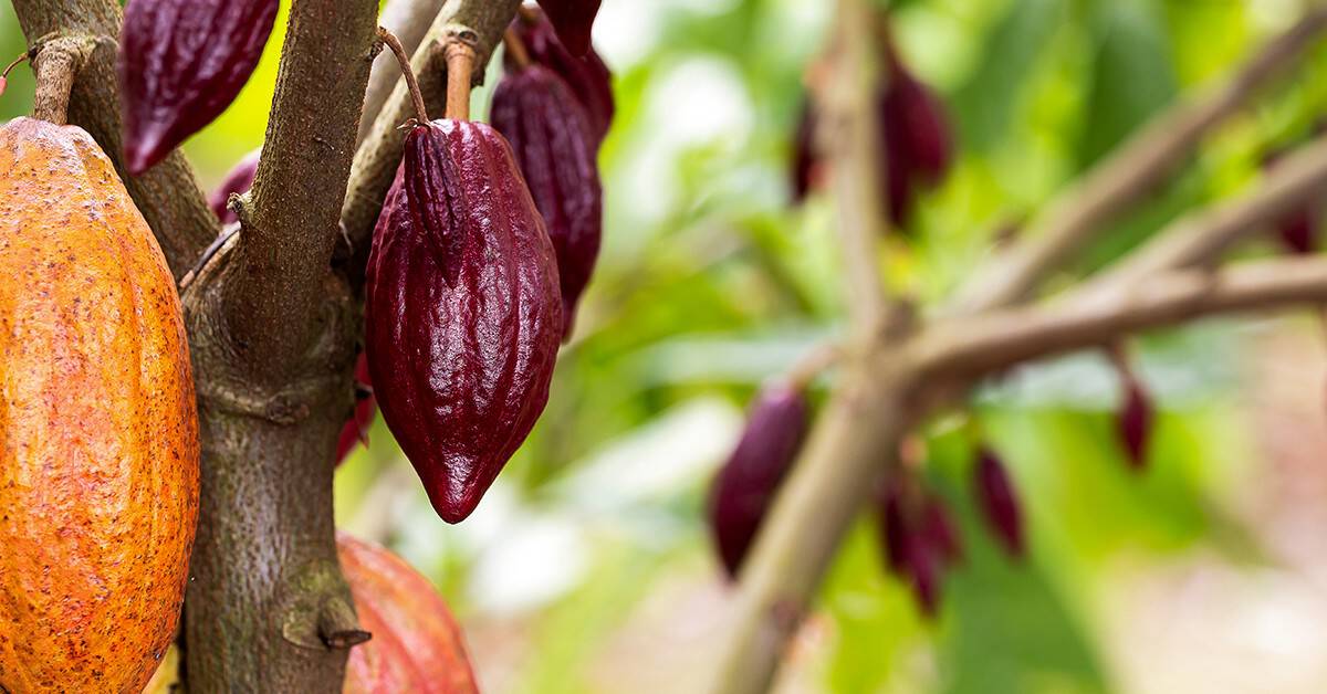Agricultor de Tomé-Açú fala sobre como o K Forte® trouxe bons resultados, ajudou a preservar a qualidade do solo e reduziu as perdas por lixiviação