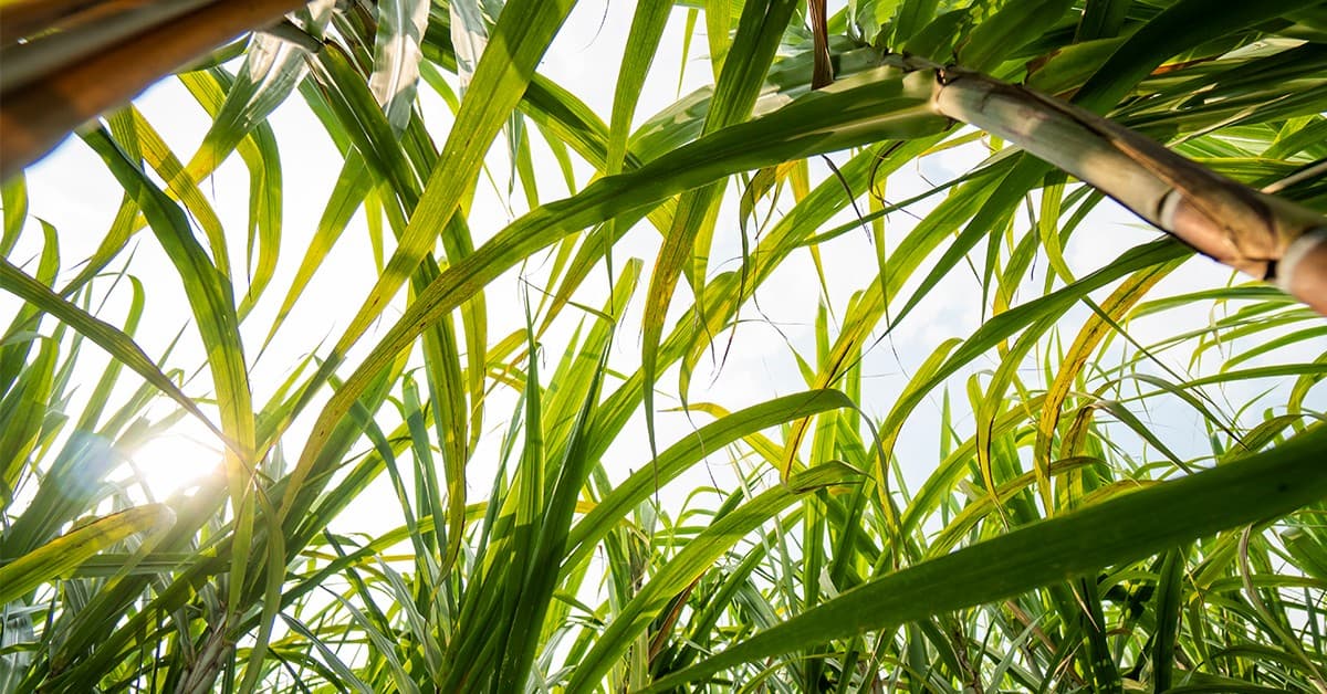 Cana-de-açúcar como pesquisadores viram aumento de até 18 por cento em produtividade com a tecnologia da Verde Agritech