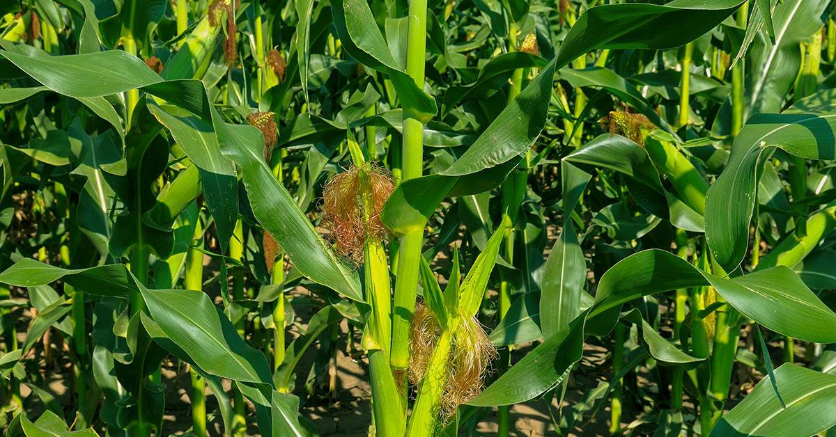 Como escolher o fertilizante potássico para milho