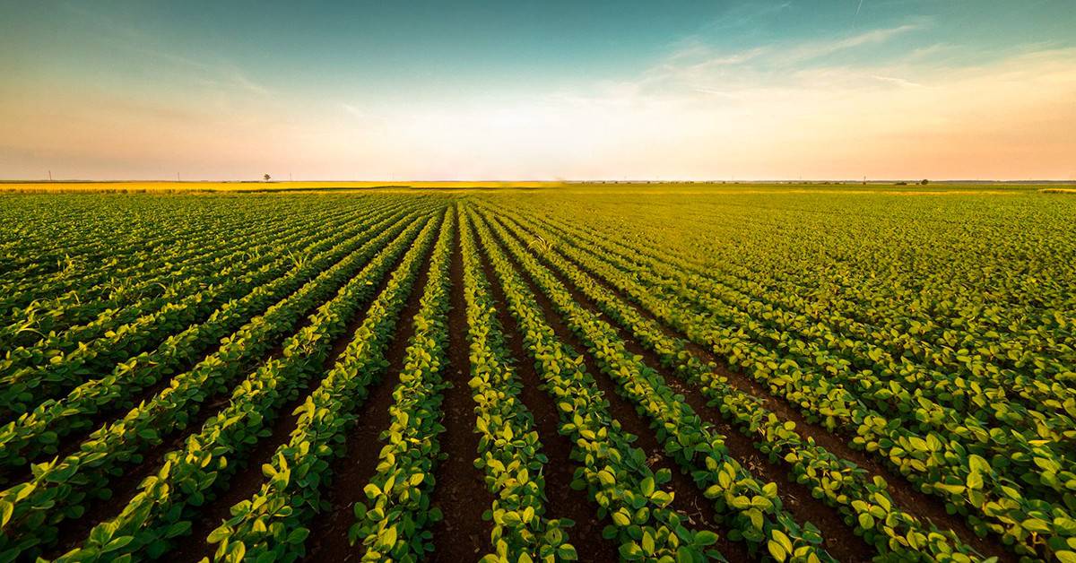 Como o sinergismo entre silício e fósforo é importante para o sucesso da agricultura