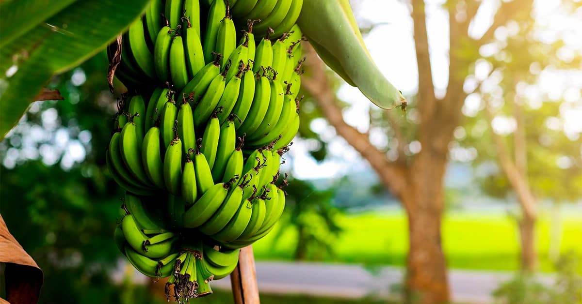 Descubra qual a importância do zinco na banana