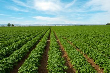 Entenda A Importância De Usar Fertilizante Potássico Na Agricultura