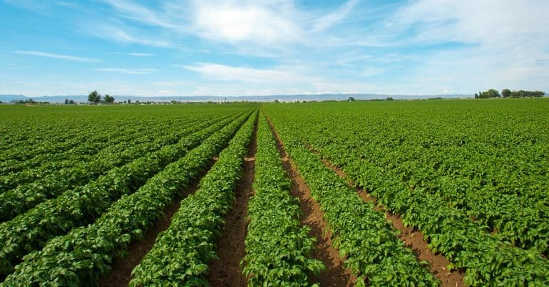 Entenda a importância de usar fertilizante potássico na agricultura