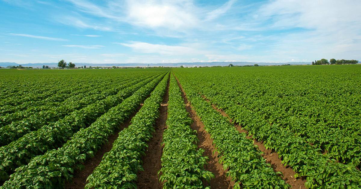 Entenda a importância de usar fertilizante potássico na agricultura