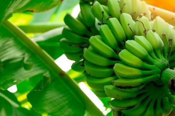 Entenda A Importância De Utilizar Fertilizante Potássico Para Banana