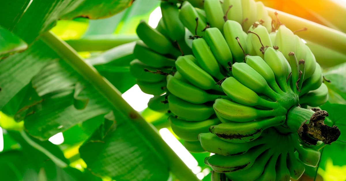 Entenda a importância de utilizar fertilizante potássico para banana