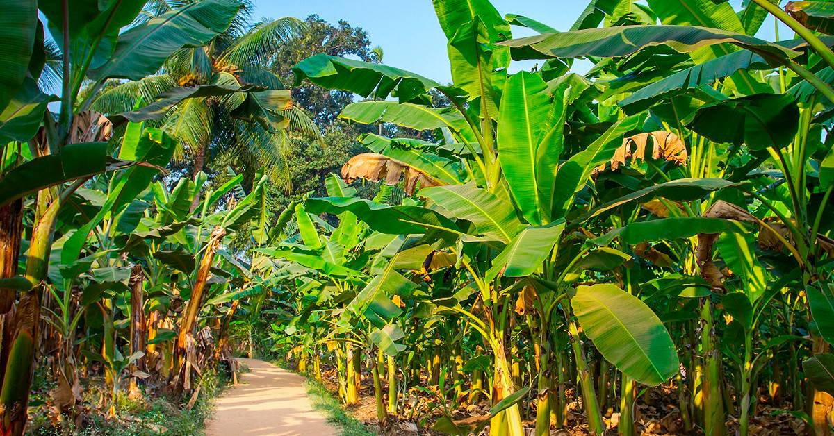 Entenda porque você deve usar fontes de potássio para adubação da banana