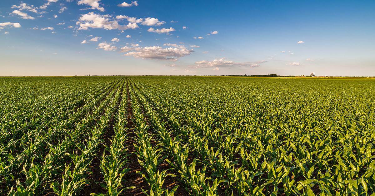 Entenda qual é o papel e a importância dos micronutrientes na agricultura