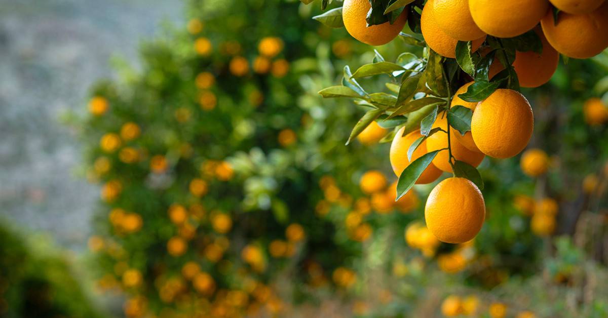Fertilizante potássico para citros: saiba qual utilizar