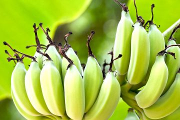 Micronutrientes Na Banana: Saiba Como Melhorar O Manejo Com Eles - Micronutrientes Na Banana Saiba Como Melhorar O Manejo Com Eles