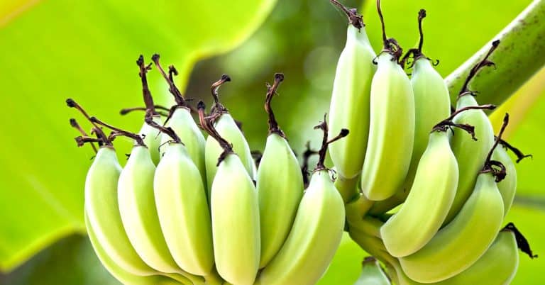 Micronutrientes Na Banana: Saiba Como Melhorar O Manejo Com Eles - Micronutrientes Na Banana Saiba Como Melhorar O Manejo Com Eles
