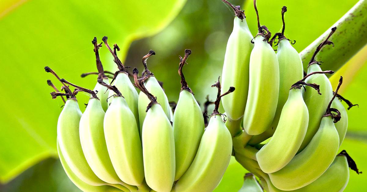 Micronutrientes na banana: saiba como melhorar o manejo com eles - Micronutrientes na banana saiba como melhorar o manejo com eles