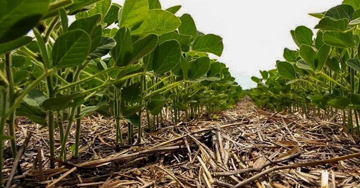 Nutrição mineral o segredo por trás de plantas robustas e saudáveis