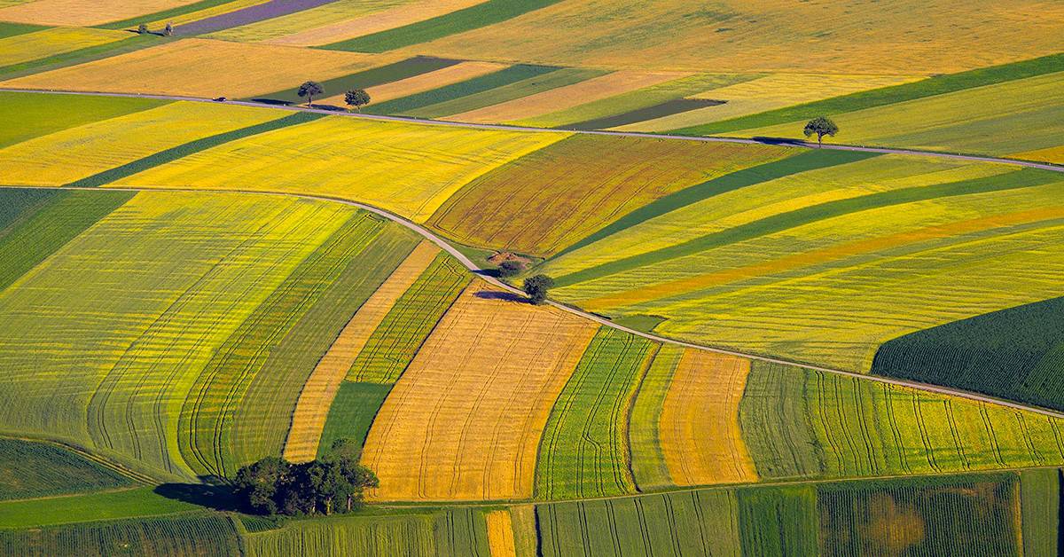 O que é o sinergismo de nutrientes e como ele beneficia o manejo agrícola