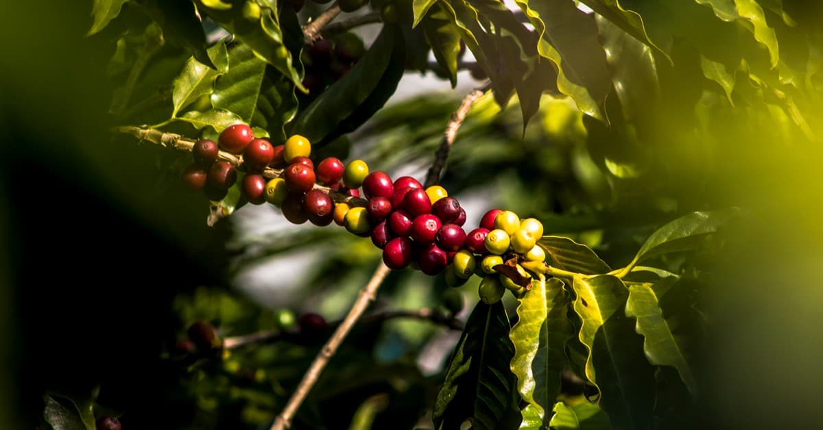 Por que é importante utilizar micronutrientes no café?