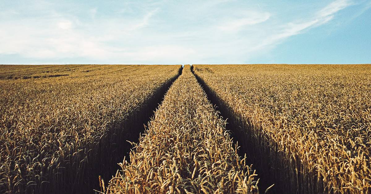 Qual a importância do cobre na agricultura?