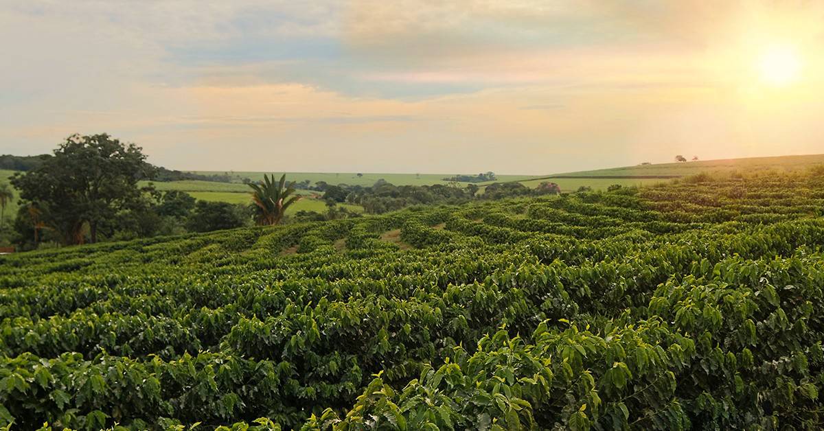 Qual o melhor fertilizante potássico para café