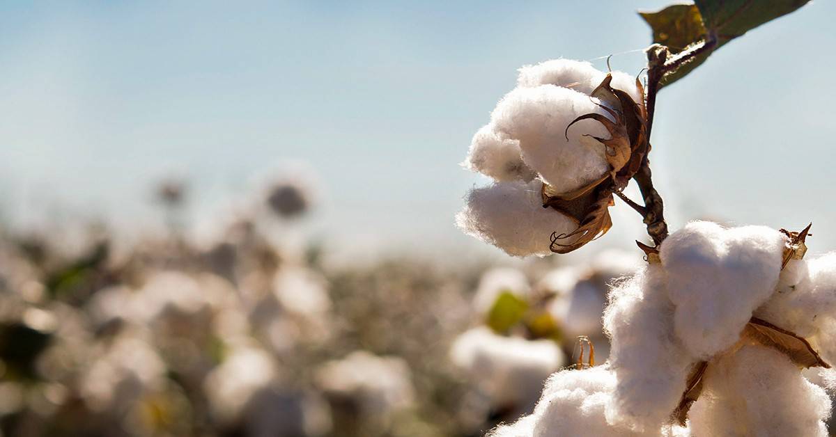 Saiba qual o melhor fertilizante potássico para algodão