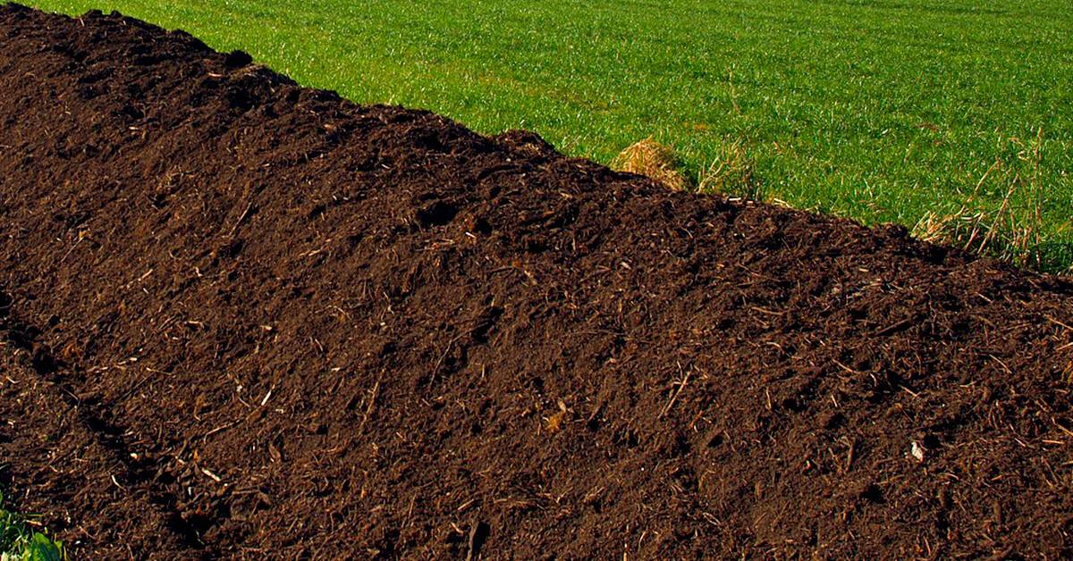 Compostagem: o ouro verde da agricultura