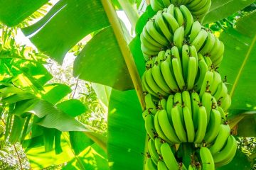 Veja 3 Motivos Para Fazer A Adubação Com Nitrogênio Na Banana