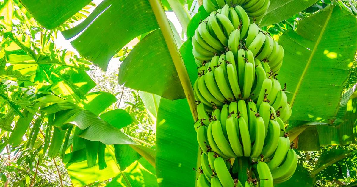 Veja 3 motivos para fazer a adubação com nitrogênio na banana