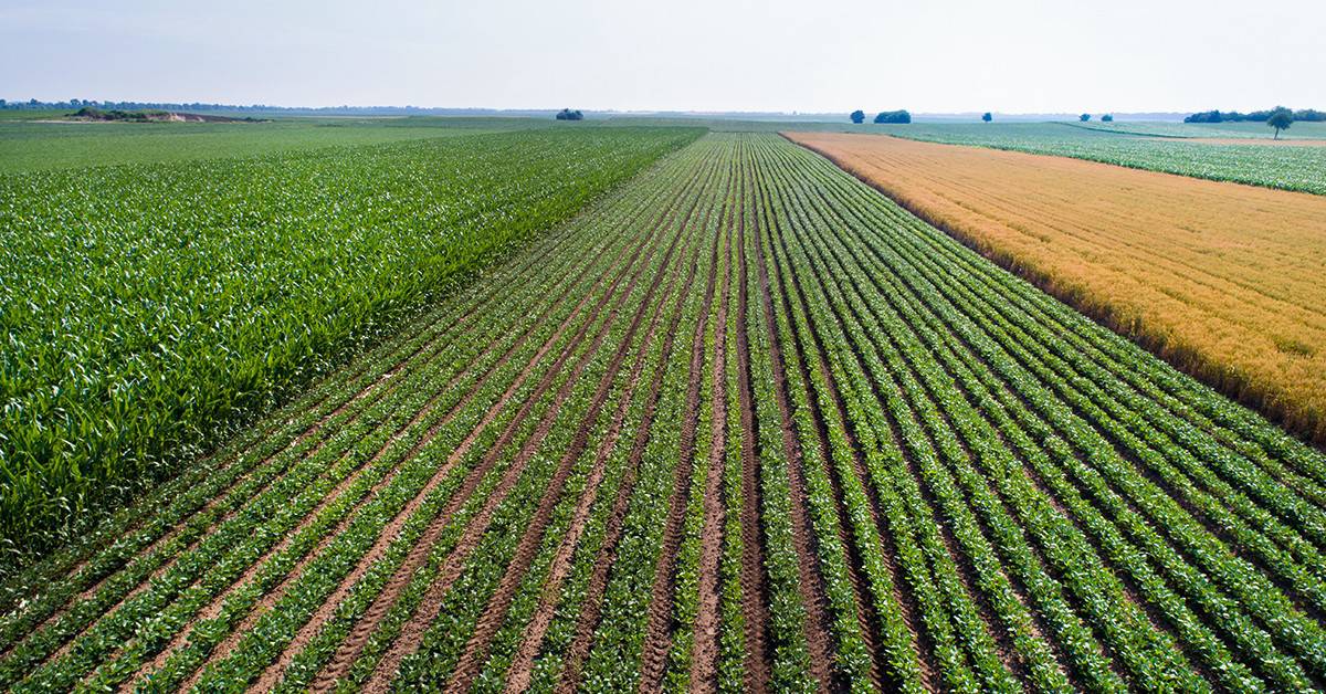 Agricultor de sucesso de Unaí - MG conta como o K Forte® o ajudou a superar desafios no manejo, valorizando o seu investimento