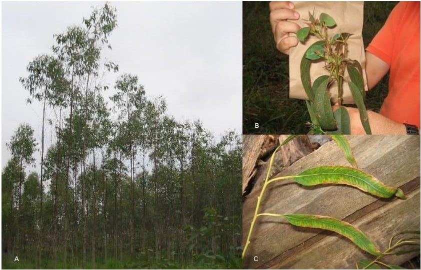 Árvores com sintomas da seca de ponteiros do eucalipto