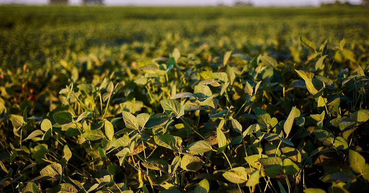 App ajuda a proteger lavouras de soja contra doenças