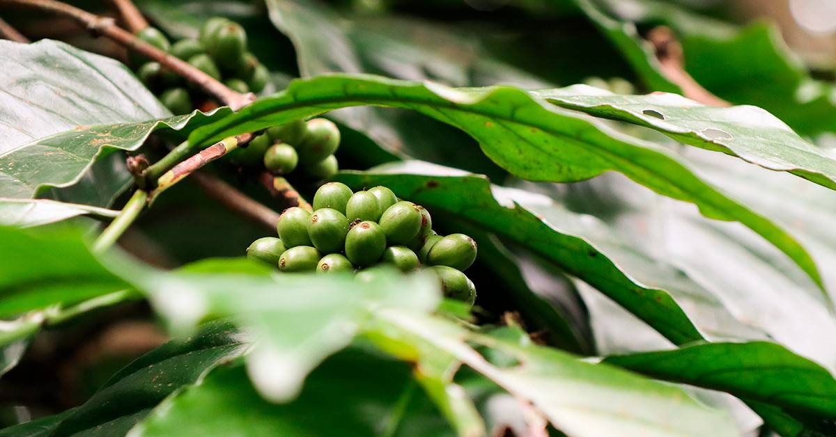 Como descobrir a deficiência de cobre no café?