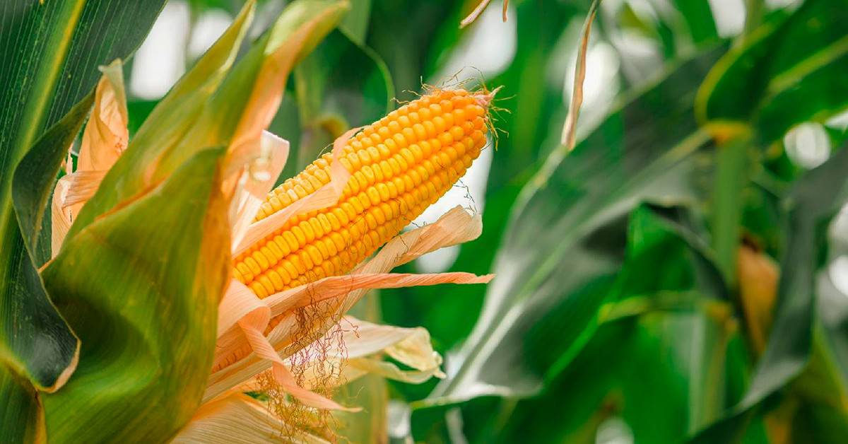 Como identificar e evitar a deficiência de cobre no milho?