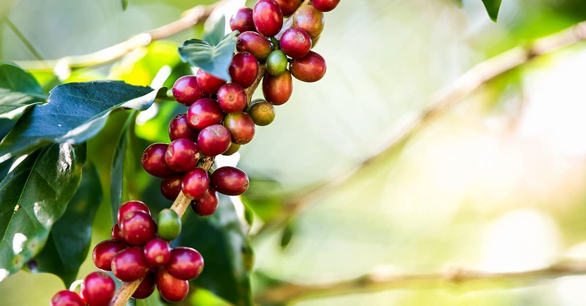 Descubra os três principais benefícios do cobre no café