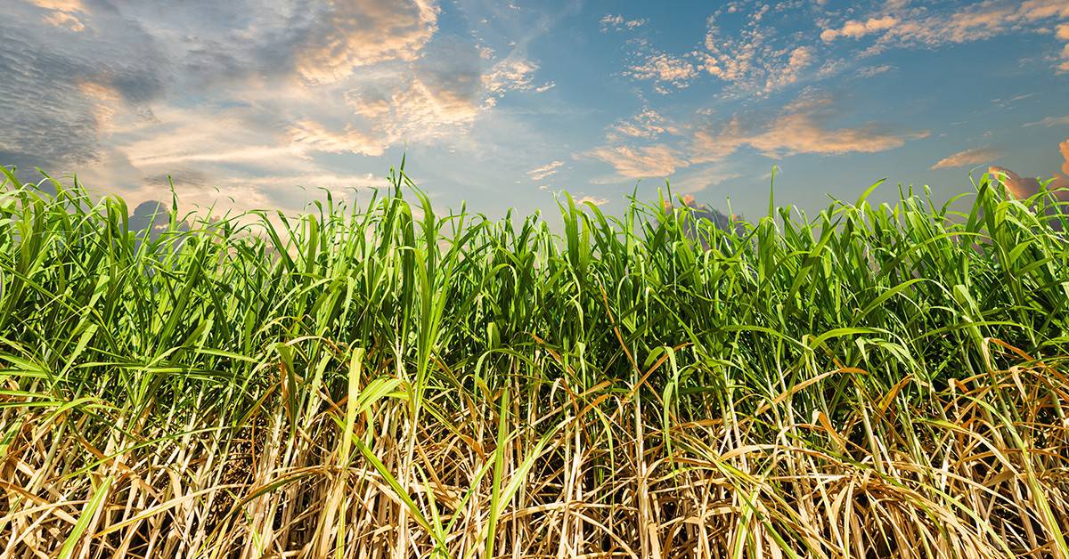 Entenda a relação entre cobre e altas produtividades na cana