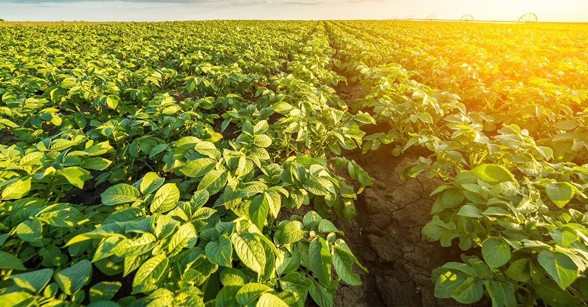 Entenda como a salinidade do solo prejudica a agricultura