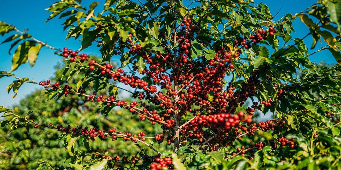 Estudo de caso BAKS Café para produção em Minas Gerais