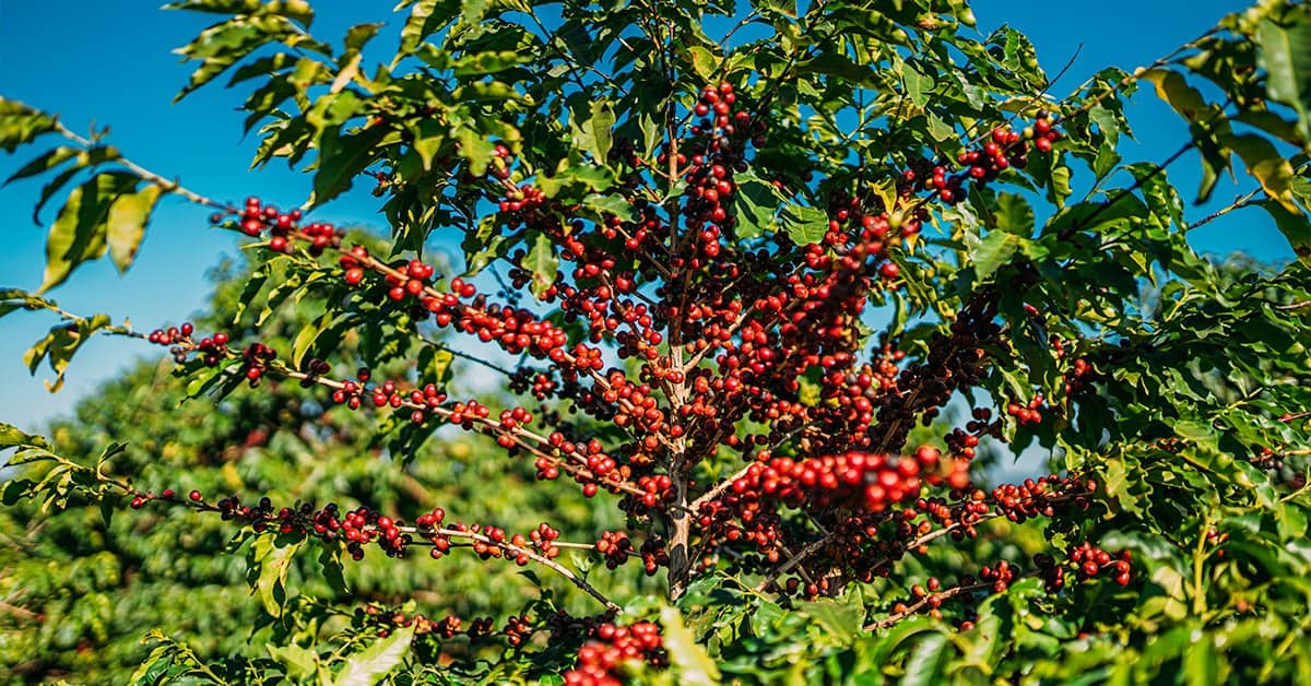 Estudo de caso BAKS Café para produção em Minas Gerais