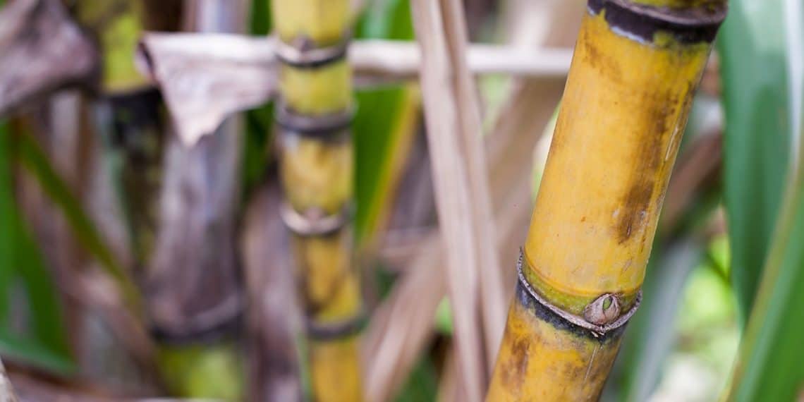 Estudo de caso BAKS Cana planta em Minas Gerais
