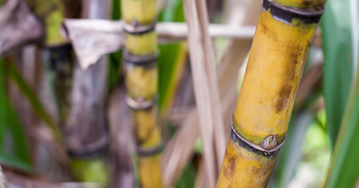 Estudo de caso BAKS Cana planta em Minas Gerais