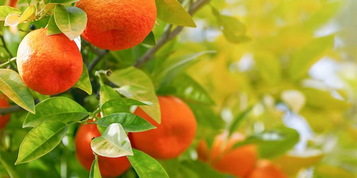 Estudo de caso BAKS Citrus em Minas Gerais