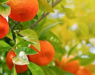 Estudo de caso BAKS Citrus em Minas Gerais