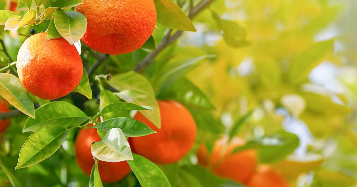 Estudo de caso BAKS Citrus em Minas Gerais