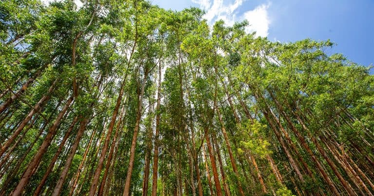 Estudo De Caso Baks Eucalipto Para Plantio Em Minas Gerais