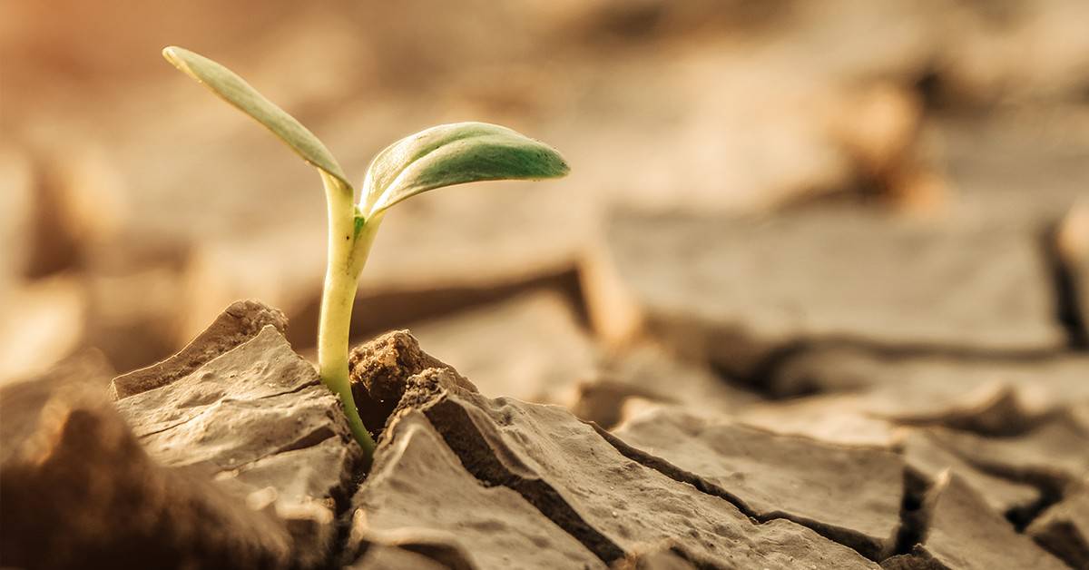 Estudo mostra como o uso do Cloreto de Potássio (KCl) é ineficiente para o aumento da produtividade das lavouras