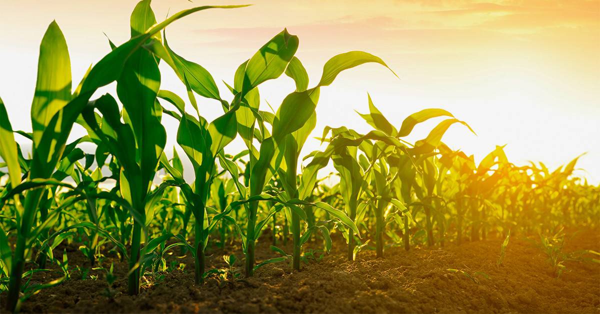 Estudo mostra o impacto negativo do uso excessivo do cloreto de potássio (KCl) na compactação do solo na agricultura - Estudo mostra o impacto negativo do uso excessivo do cloreto de potassio KCl na compactacao do solo na agricultura