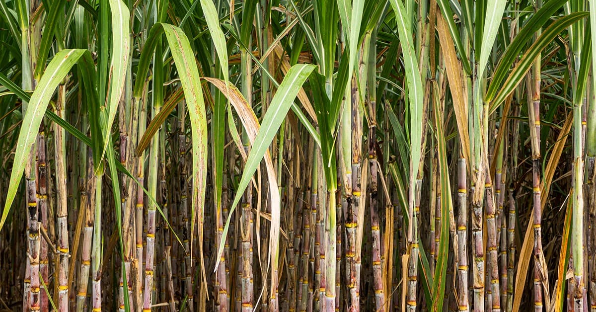 Micronutrientes na cana: entenda o que é a fome oculta no canavial