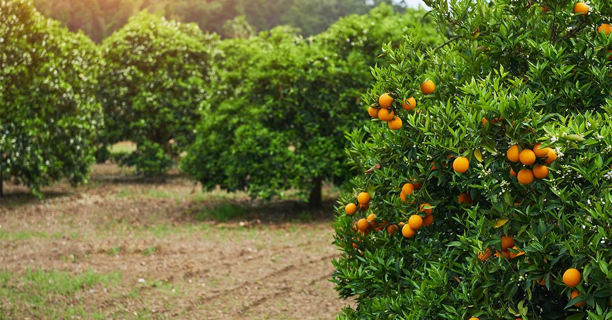 O que a deficiência de cobre em citros causa e como evitá-la? - O que a deficiencia de cobre em citros causa e como evita la
