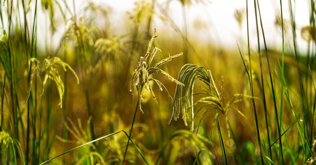 Por Que O Manejo Integrado De Plantas Daninhas Mipd Importante Na