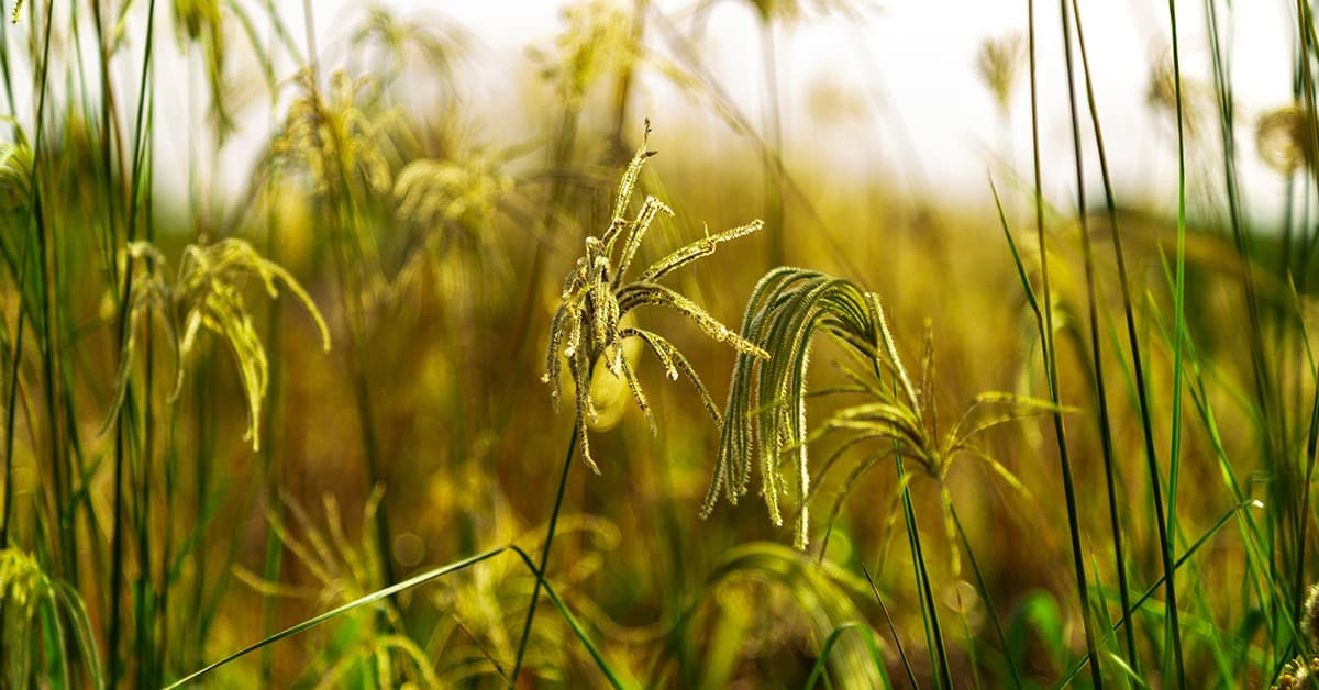 Por que o manejo integrado de plantas daninhas (MIPD) é importante na agricultura?